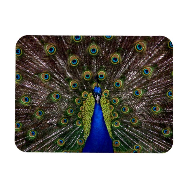 Proud Peacock magnet (Horisontell)