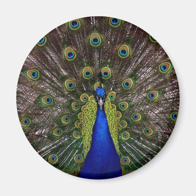 Proud Peacock magnet (Framsidan)