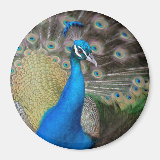 Proud Peacock Magnet (Framsidan)