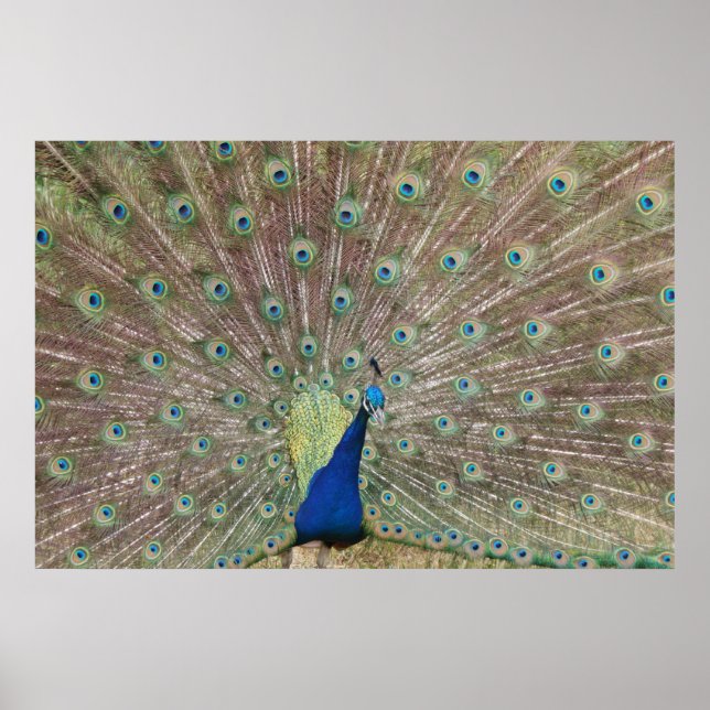 Proud Peacock Poster (Framsidan)