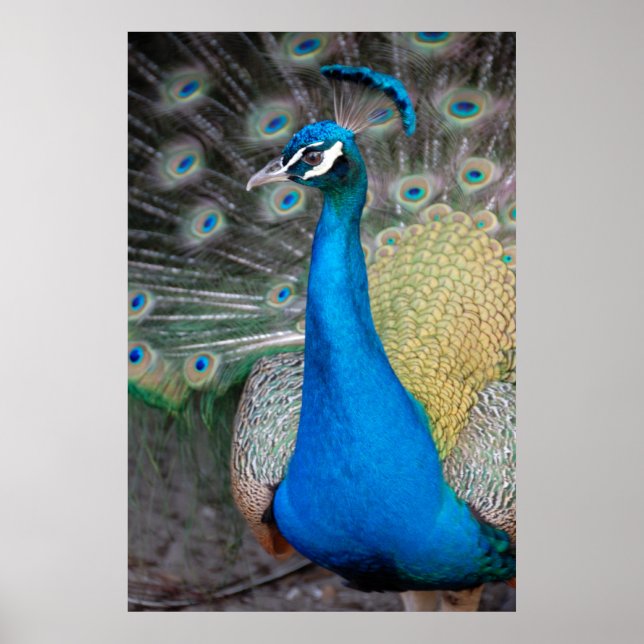 Proud Peacock Poster (Framsidan)