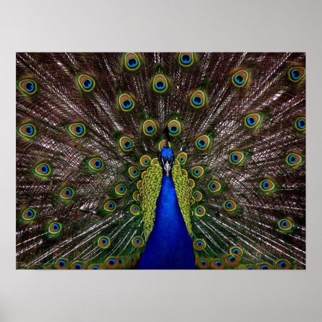 Proud Peacock poster (Framsidan)
