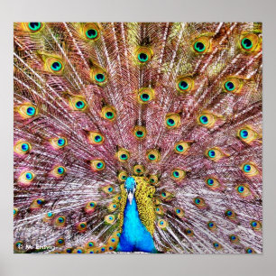 Proud Peacock Poster eller skriver ut