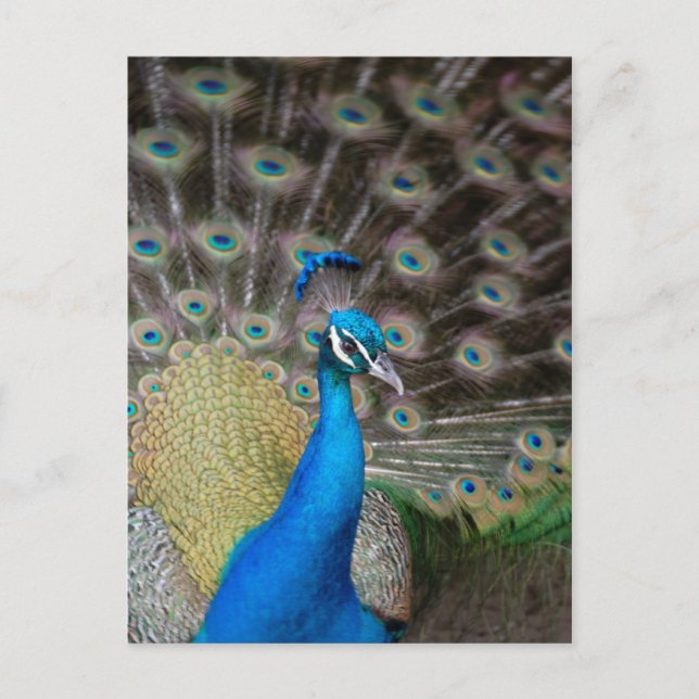 Proud Peacock Vykort (Framsida)
