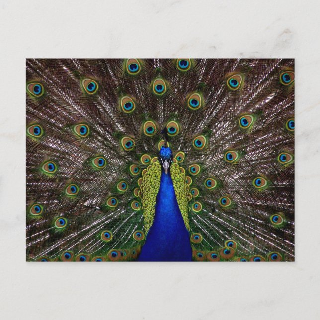 Proud Peacock-vykort Vykort (Framsida)