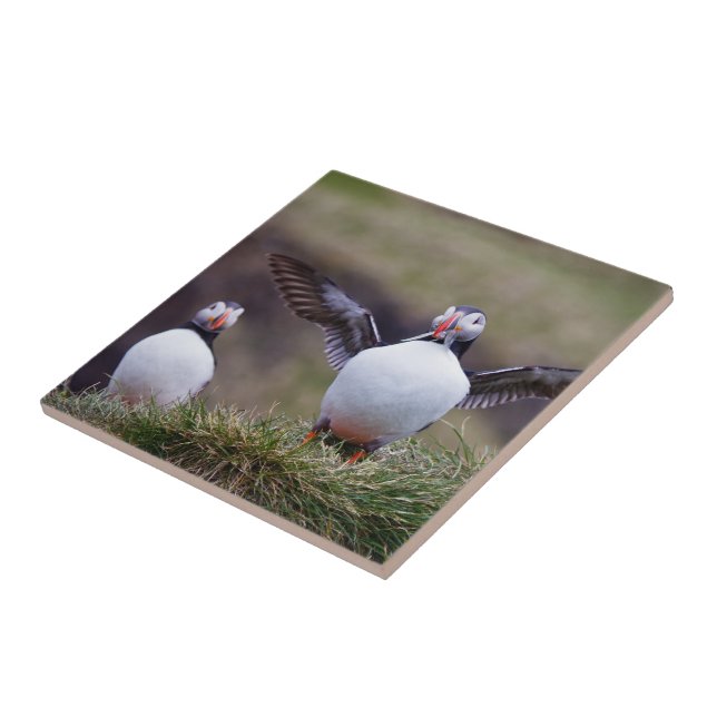 Proud Puffin Kakelplatta (Sidan)