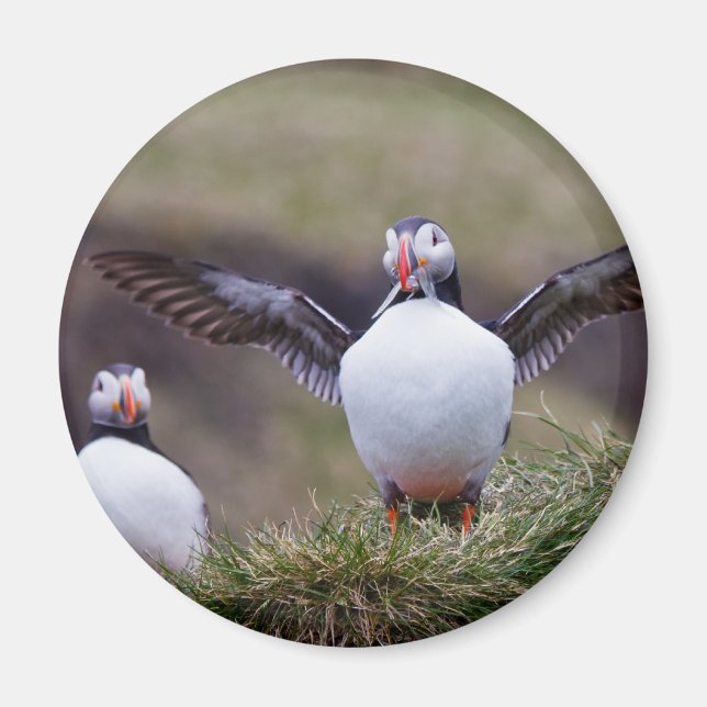 Proud Puffin Magnet (Framsidan)