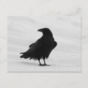 Proud Raven Vykort