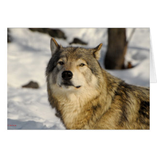 Proud stance hälsningskort