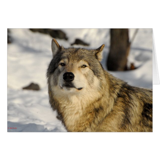 Proud stance hälsningskort (Framsidan Horizontal)