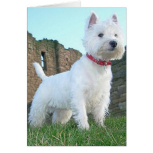 Proud Westie Hälsningskort