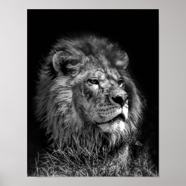 Proud Young Lejon Poster (Framsidan)