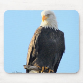 Proudly Perched Musmatta