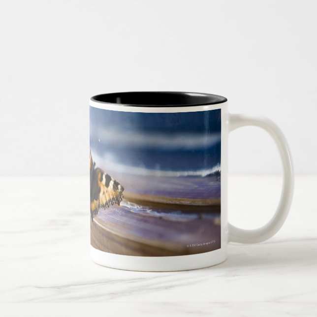 Pröva fjäril att få ut, Sweden. Två-Tonad Mugg (Höger)