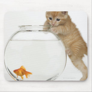 Pröva kattunge att få på en guldfisk musmatta