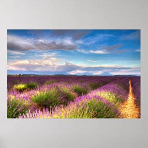 Provence - lavendelfältaffisch poster