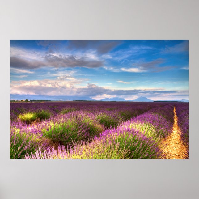 Provence - Lavender fält poster (Framsidan)