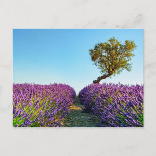 Provence Vykort