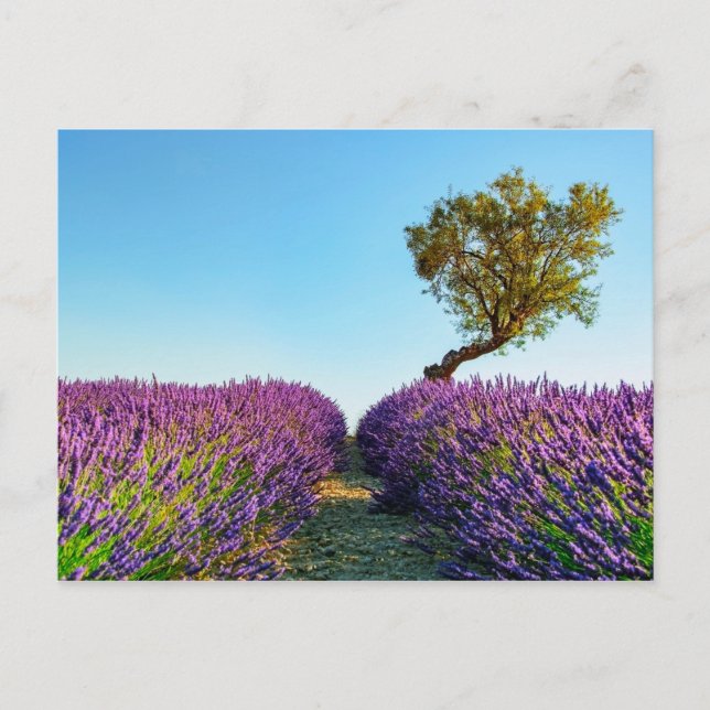 Provence Vykort (Framsida)
