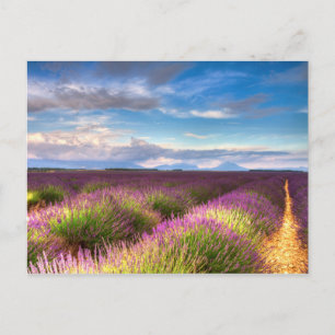 Provence - vykort för Lavender fält