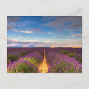 Provence - vykort för Lavender fält