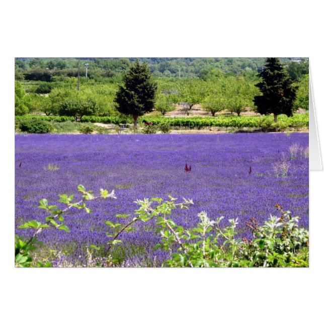 Provencial Lavender, S Cyr Hälsningskort (Framsidan Horizontal)