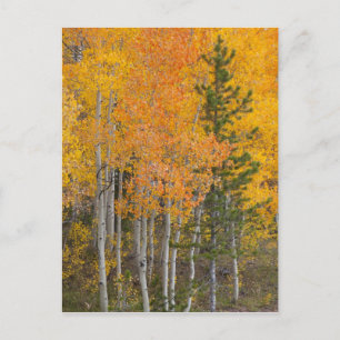 Provo-floden och aspen träd vykort