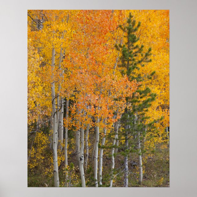 Provo River och aspen träd Poster (Framsidan)