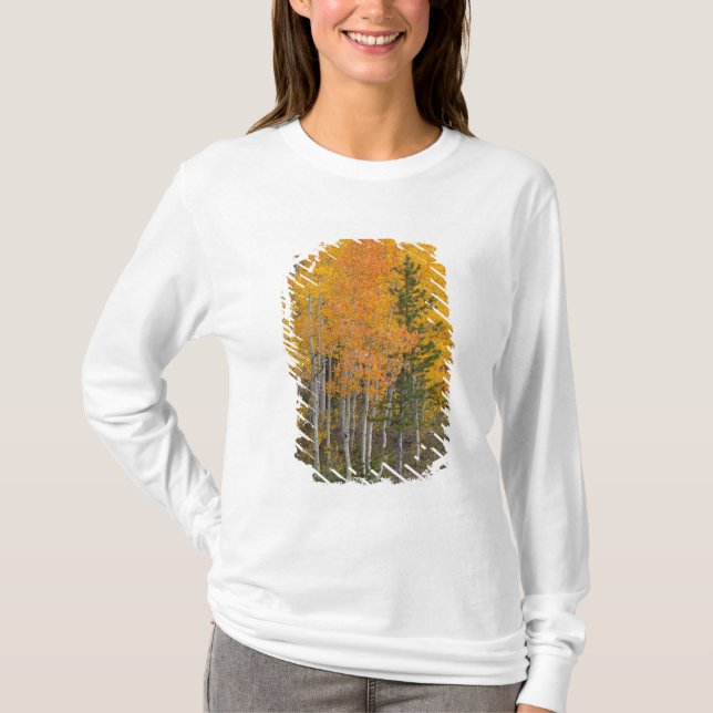 Provofloden och asp tee (Framsida)