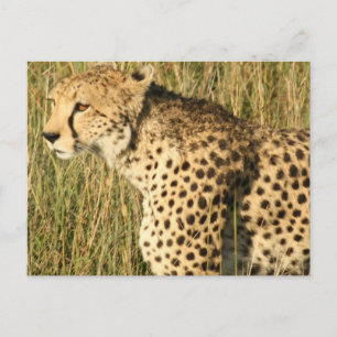 Prowling Cheetah Postcard Vykort