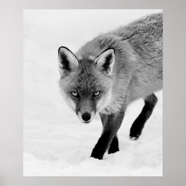 Prowling Fox Poster (Framsidan)