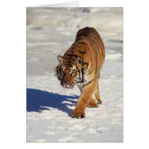 Prowling Tiger Hälsningskort