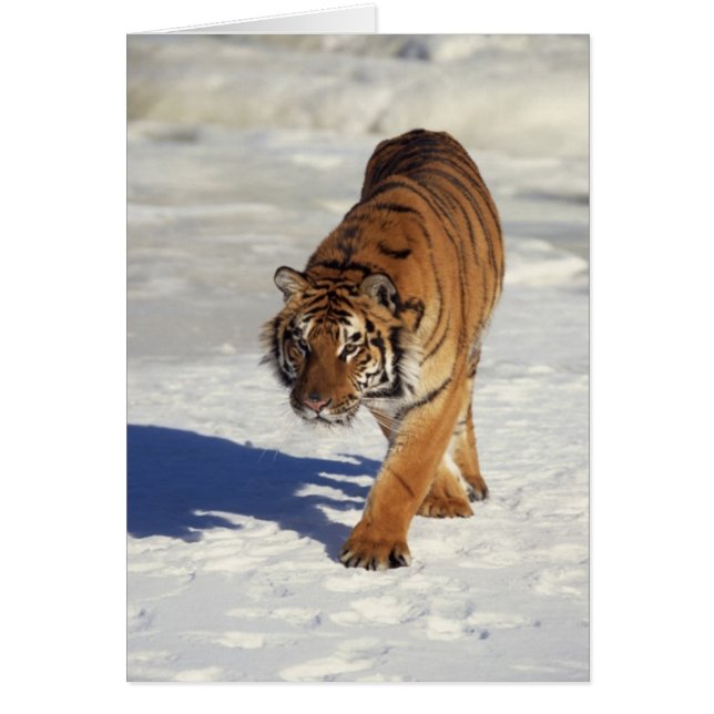 Prowling Tiger Hälsningskort (Framsidan)