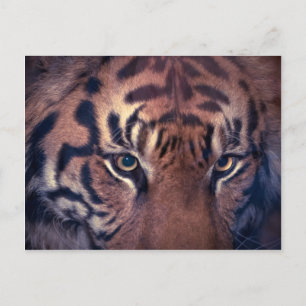 Prowling Tiger Vykort