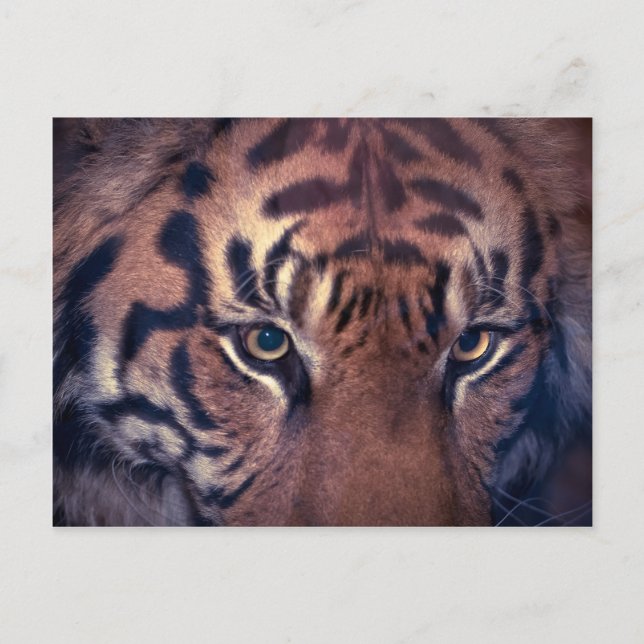 Prowling Tiger Vykort (Framsida)