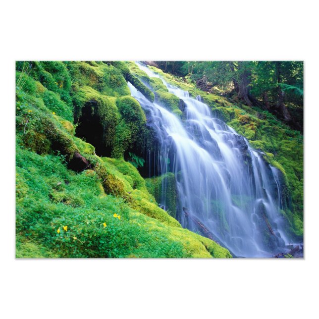 Proxy Falls i centrala Oregon Cascades. Fototryck (Framsidan)