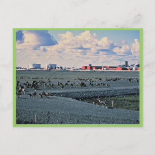 Prudhoe Bay, Alaska Vykort