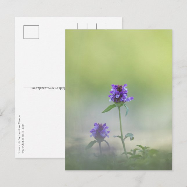 Prunella Blomma Natur Foto Vykort (Fram/baksida)