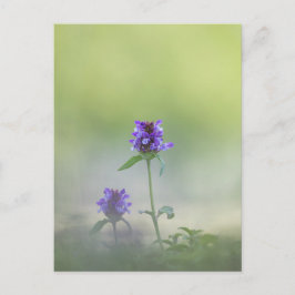 Prunella Blomma Natur Foto Vykort