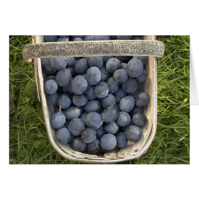 Prunus domestica, Damsons Hälsningskort (Framsidan Horizontal)