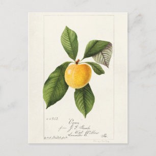 Prunus Domestica (Prunus Domestica) Färgmålning på Vykort