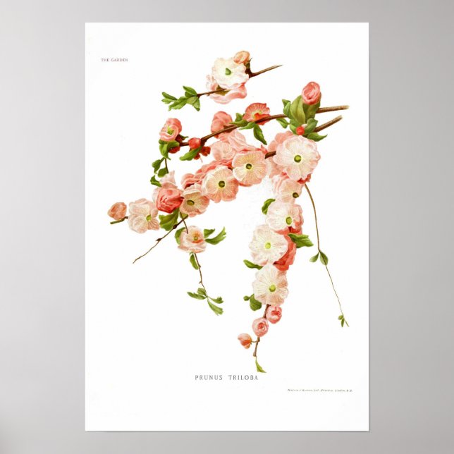 Prunus triloba (blommar mandel) poster (Framsidan)