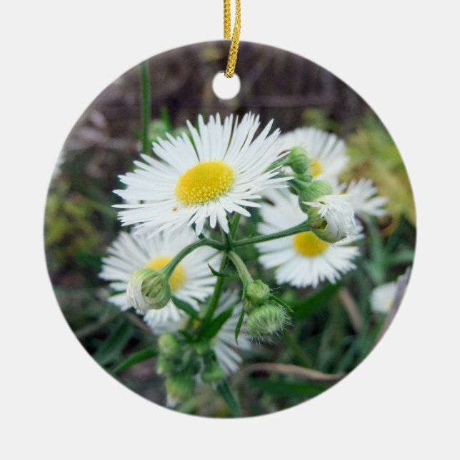 Prydnad för foto för daisyFleabane runda 2-Sided Julgransprydnad Keramik (Framsidan)