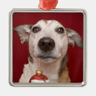 Prydnad för jul för jackRussell Terrier hålland Julgransprydnad Metall