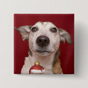 Prydnad för jul för jackRussell Terrier hålland Knapp