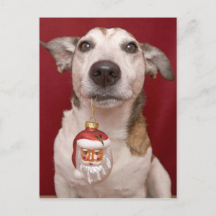 Prydnad för jul för jackRussell Terrier hållande Helg Vykort
