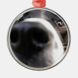 Prydnad för jul för näsa för gränsColliehund Julgransprydnad Metall