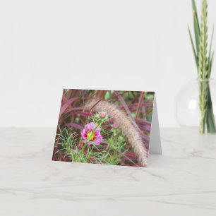 Prydnads höstgräs och rosa kosmos kort