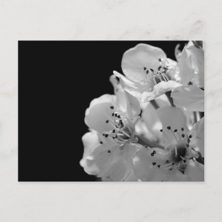 Prydnadspäron ... vykort