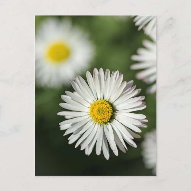 Prydnadsprästkragar - Blomfotografering Vykort (Framsida)